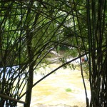 chute d'eau derrière les bambous