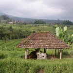 La petite maison de la vache des rizières, indispensable aux agriculteurs