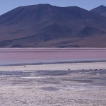 Toujours la Laguna Colorada et ses flamants roses (pour ceux qui ont vu "Les Ailes Pourpres"