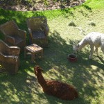 des lamas en laisse dans le jardin, normal