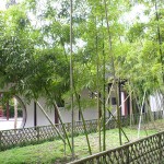 des bambous