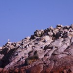 des phoques, de mouettes, voici les îles ballestas