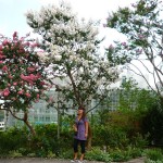 Wanda et des arbres en fleurs