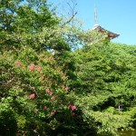 Kyomizudera Temple caché par la nature