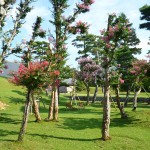 Le parc de Nara et ses daims