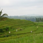 Les épouvantails dans les rizières