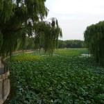 un lac de lotus